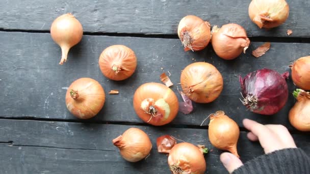 Large onion harvest — Stock Video