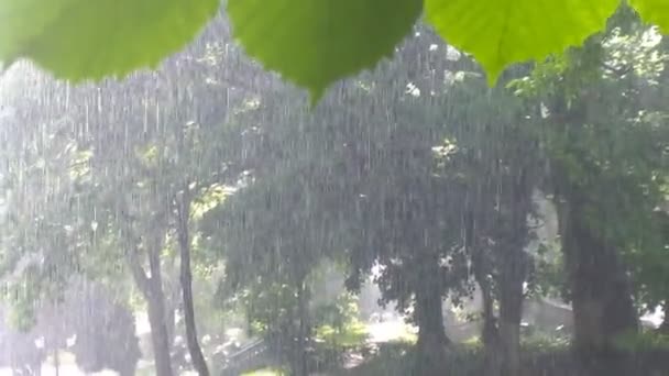 Forte pluie dans le parc, arrière-plan nature — Video