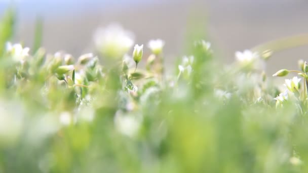 Fondo de la naturaleza de primavera con flores silvestres blancas — Vídeo de stock
