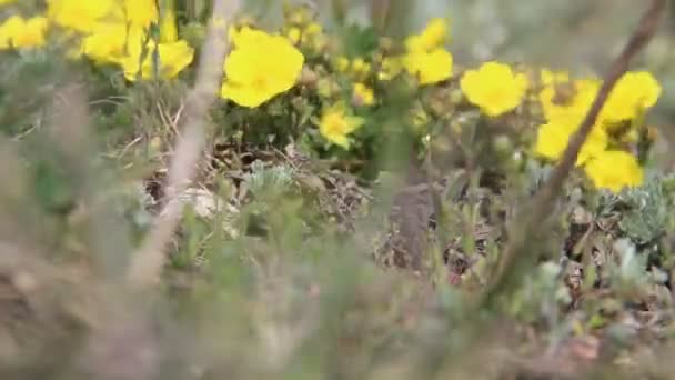 Fikir Rüzgar. Bahar çiçekleri bir çayır üzerinde. — Stok video