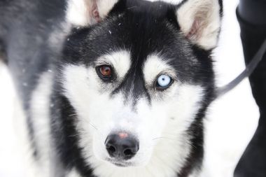 çeşitlilik, fark fikir, farklı göz renkleri bulanık fotoğraf arka plan için köpekle