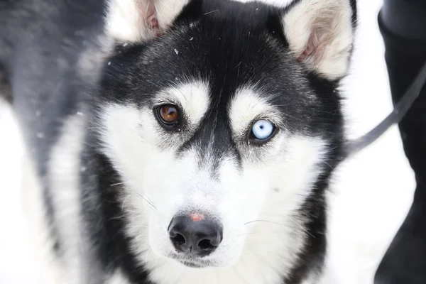 çeşitlilik, fark fikir, farklı göz renkleri bulanık fotoğraf arka plan için köpekle