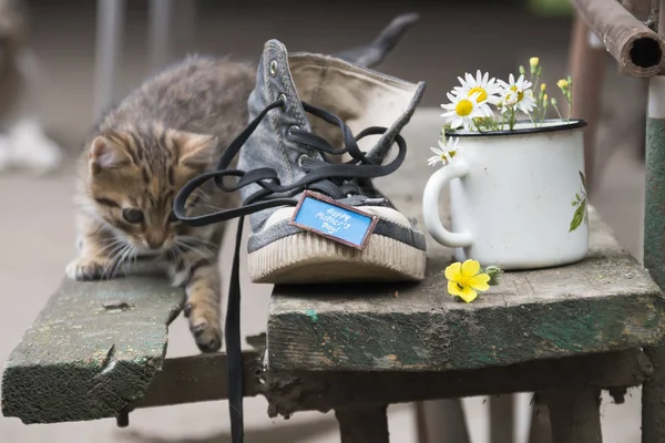 Feliz día de las madres - la inscripción y el zapato con el gatito — Foto de Stock