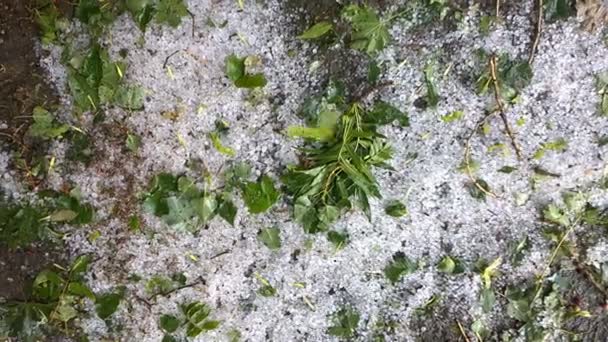 Hailstones And leaves. Nature background. — Stock Video