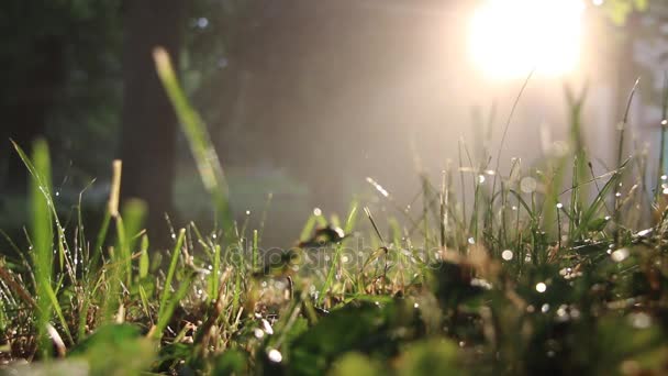 清晨雨后草权 — 图库视频影像