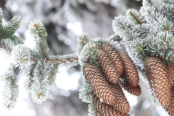 Inverno o sfondo di Natale, ramo di abete con cono di pino coperto hoarfrost . — Foto Stock