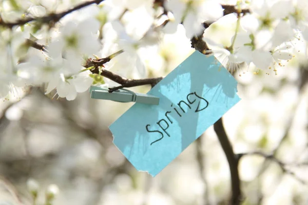 Spring Tag and white flowers in a spring sunny day — Stock Photo, Image