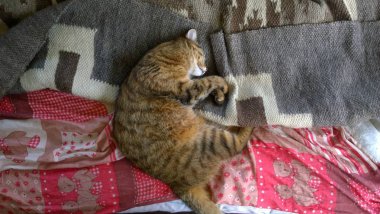 yatakta yatarken kedi