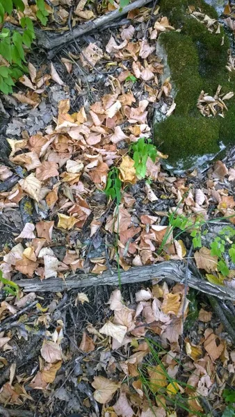 Fondo otoñal, hojas caídas, musgo y raíces de árboles . — Foto de Stock