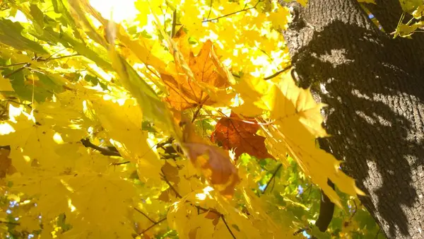 Vackra gula blad på ett träd. Solen skiner genom bladen. — Stockfoto