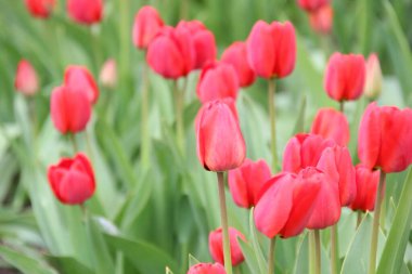 Bahçede güzel bahar laleleri, çiçek arka planında