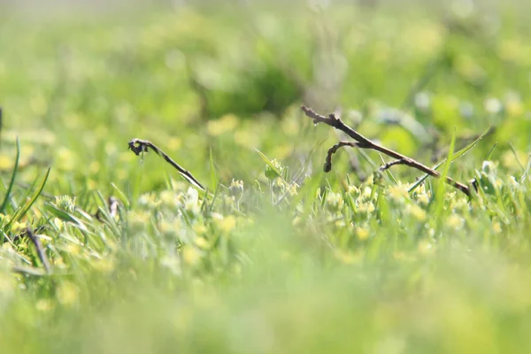 Bloem Wei Natuur Samenstelling Seizoensgebonden Achtergrond — Stockfoto