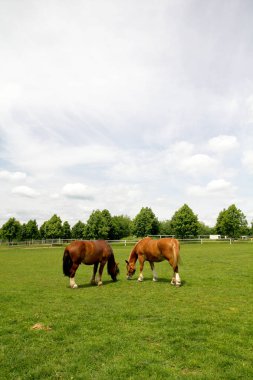 Atlar çayırda otluyor.