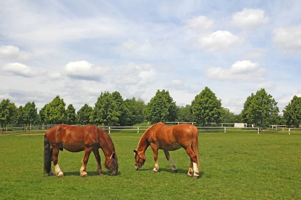 Caballos pastando en el prado —  Fotos de Stock