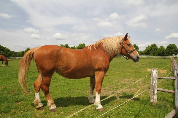 Proyecto de espectáculo de caballos de pie —  Fotos de Stock