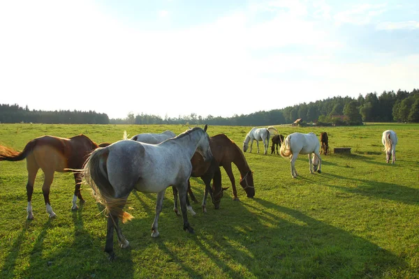 Pastoreo de caballos al atardecer —  Fotos de Stock