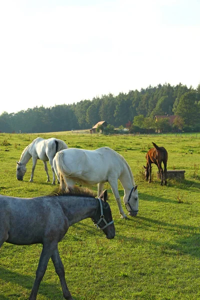 Pastoreo de caballos al atardecer —  Fotos de Stock