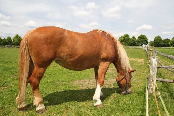 Proyecto de pastoreo caballo —  Fotos de Stock