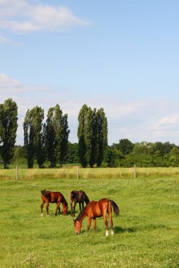 Yaz otlağında bir kısrakla tay