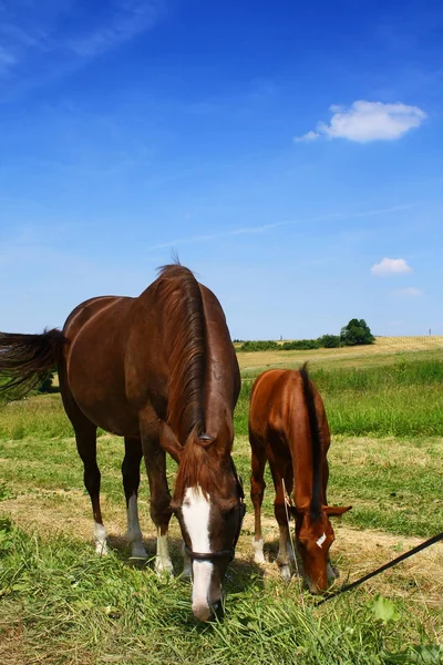 Csikó kancával a nyári legelőn — Stock Fotó