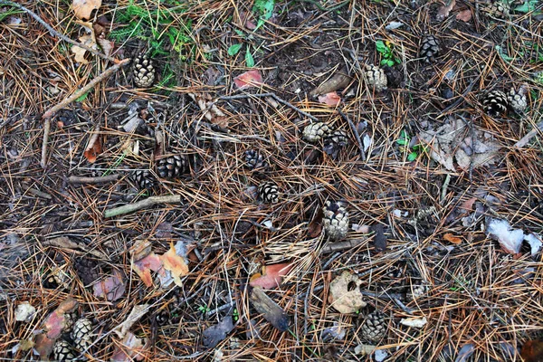 Tallkottar Ligger Marken Skogen — Stockfoto