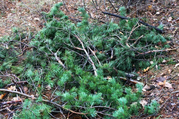 Çam dalları ormanda yerde yatar.