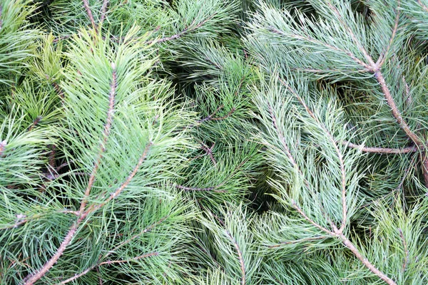 Green Pine Branches Background Macro — Stock Photo, Image