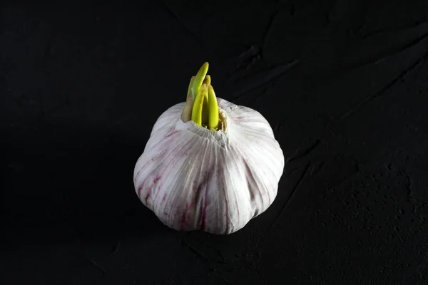 Head Garlic Dark Background Macro — Stock Photo, Image