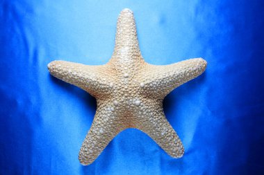 Mavi arkaplanda deniz yıldızı. Yakın plan.