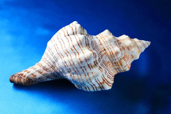 mavi arka planda deniz kabuğu. Yakın plan.