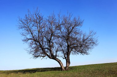 Ağaç bir yamaçta yetişiyor, yapraksız, ilkbaharın başlarında.