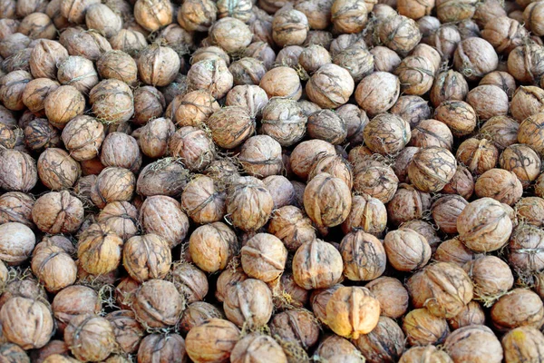 Nyplockade Valnötter Ligger Marken Bakgrunden Tonad — Stockfoto