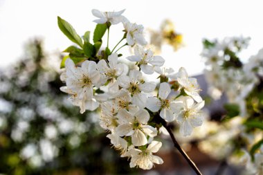 Bir dalda beyaz kiraz çiçekleri, makro, yumuşak odak
