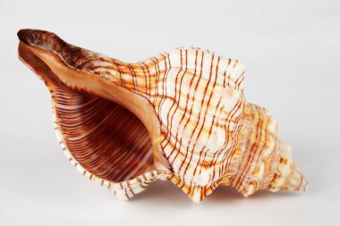 Beyaz arka planda deniz kabuğu, makro, yumuşak odak