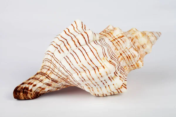 Seashell Sobre Fondo Blanco Macro Enfoque Suave —  Fotos de Stock