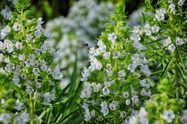 Gran Canaria bitkiler. Arı bitki nektar topluyor. Pollinat