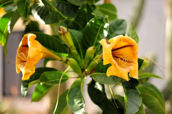 Растения Гран-Канарии. Золотая чашка, происхождение Мексика. Ботани — стоковое фото