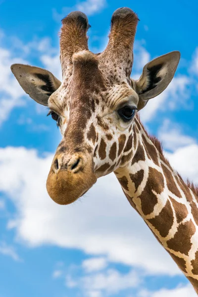 Giraffenporträt Zwischen Wolken — Stockfoto