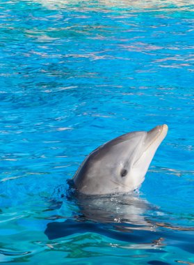 Yunus sudan bir göz alarak