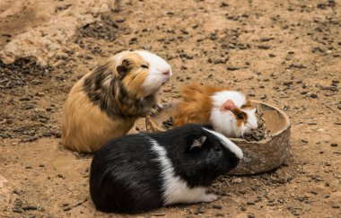 Sevimli kobay onların öğle yemeği