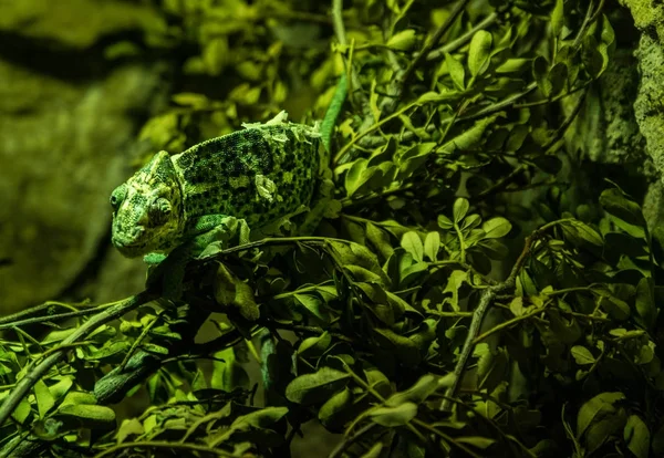 Хамелеон Адаптирован Зеленых Декорациях — стоковое фото
