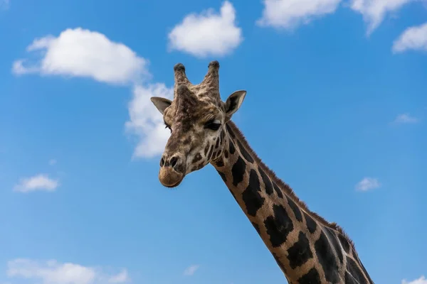 Giraffenporträt Zwischen Wolken — Stockfoto