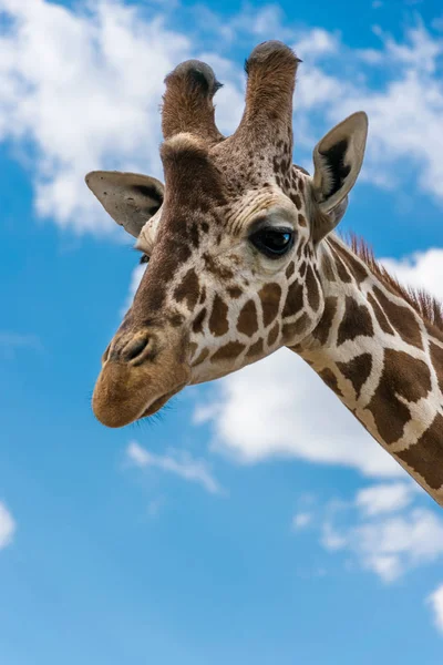 Giraffenporträt Zwischen Wolken — Stockfoto