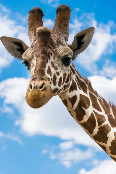 Giraffenporträt Zwischen Wolken — Stockfoto