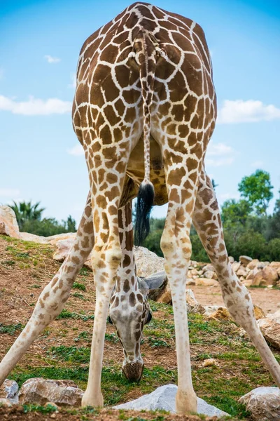 Biegende Giraffe Isst Ihr Futter — Stockfoto