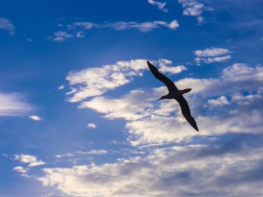 Bir seabird bulutlu gökyüzü uçan