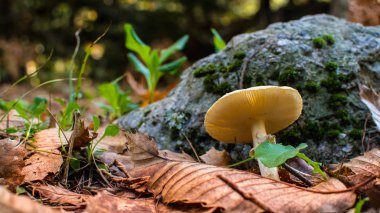 ormanda mantar portre 