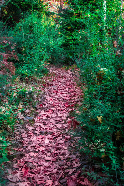 Colorful leaves path through the forest in autumn