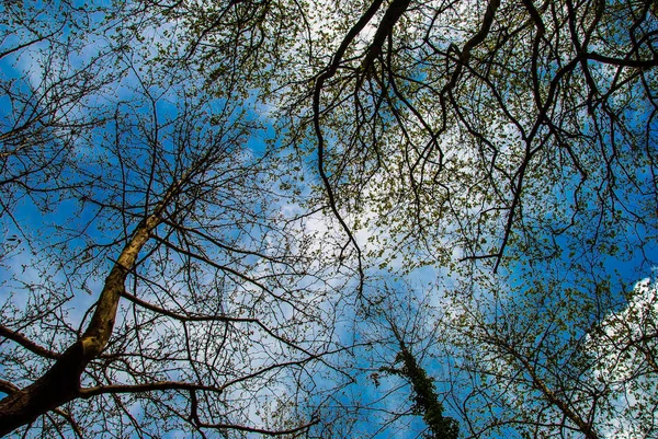 Mirando Hacia Arriba Los Árboles Bosque —  Fotos de Stock