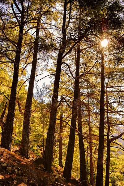 Luz Solar Penetra Densa Floresta — Fotografia de Stock